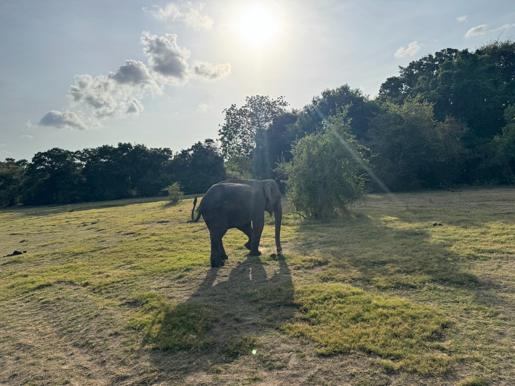 Elefant im warmen Abendlicht
