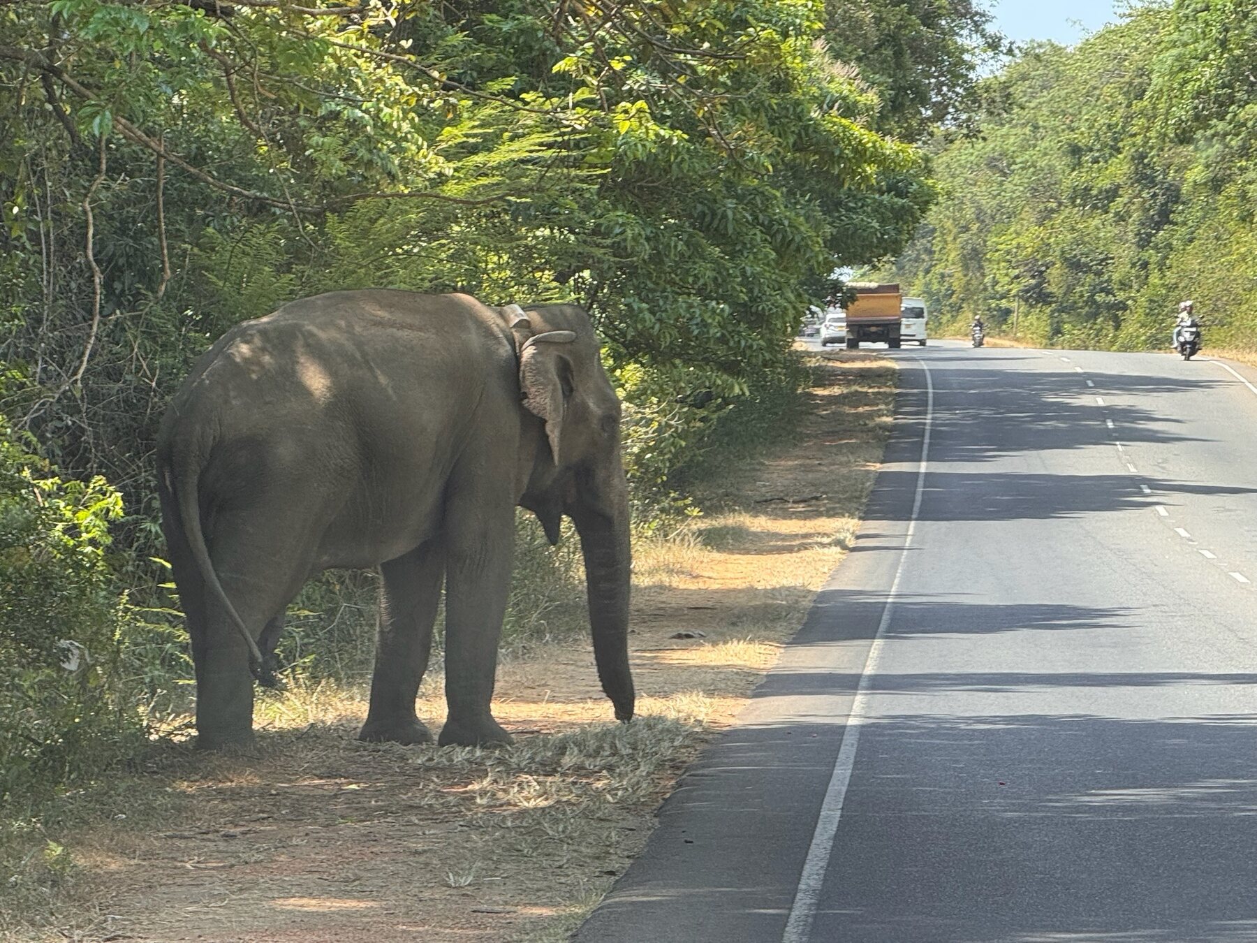 Elefant am Rand einer Straße in Sri Lanka