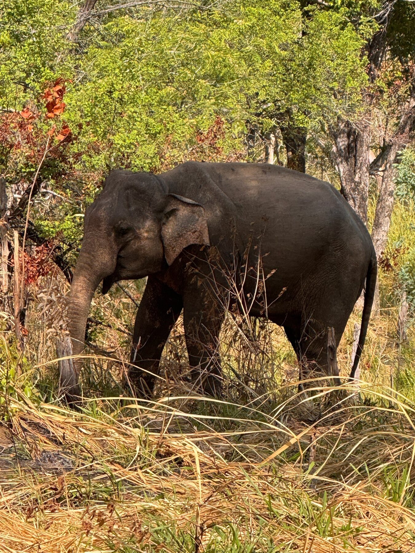 Elefant zwischen Bäumen und trockenem Gras