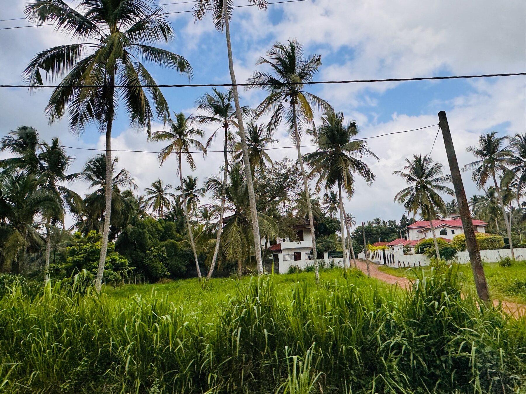 Palmen und Häuser im ländlichen Sri Lanka